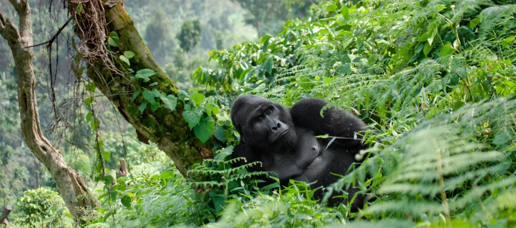 Gorilla Seeker